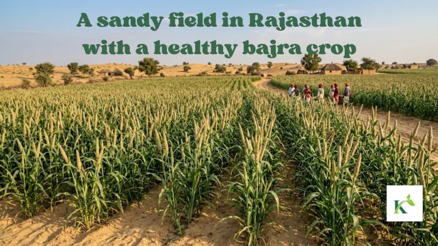 A sandy field in Rajasthan with a healthy bajra crop